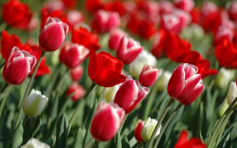 spring-tulips-1-1krr9lo7jd-2560x1600.jpg